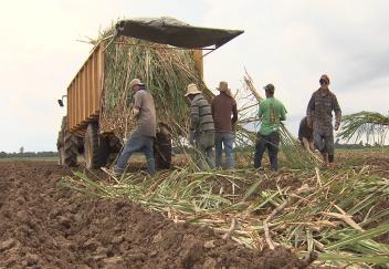 Sugarcane planting nearing completion